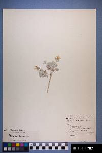 Physaria newberryi image